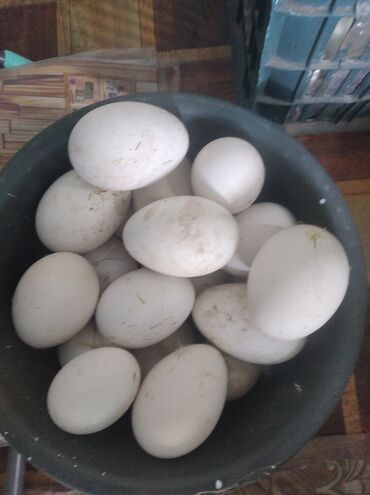 дакан яйца: Продам гусиные яйца по 40сом