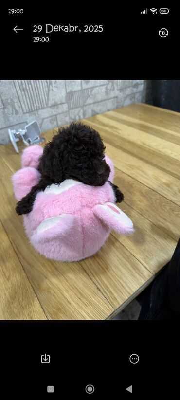 İtlər: Pudel, 2 ay, Erkek — 1