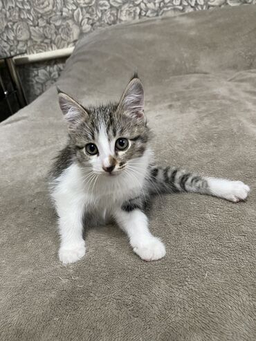 персидский кот цена: Отдам котят в добрые руки. 2 девочки и 1 мальчик. Им 3 месяца