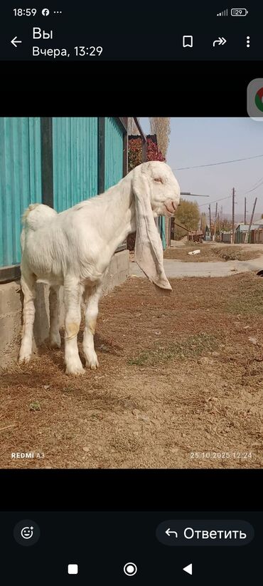 цены породистых собак: Продаю | Козёл (самец) | Камори | Для разведения