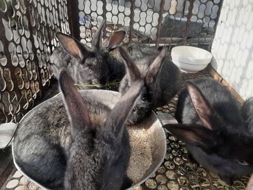 кролики бишкек: Продаю кроликов один месяц. 300 сом