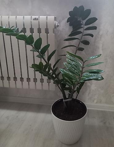 долларовое: Замиокулькас (Zamioculcas zamiifolia) в декоративном кашпо. - Куст с — 1