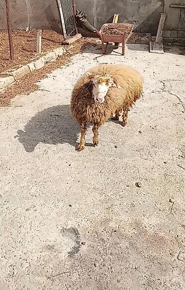 cins kecilər: 7 ayliq dir erkek dir kok dir suber hyvan dir 400 manat - Növ: Qoyun — 2
