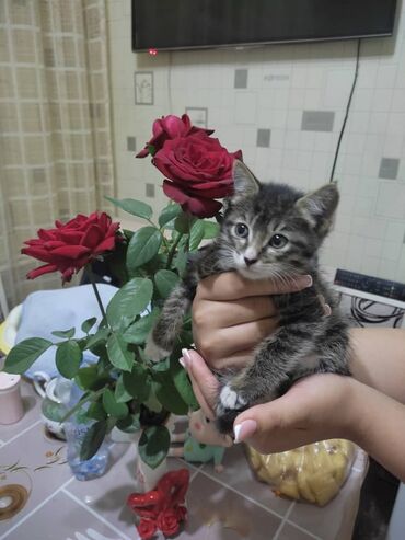 кошка мышык: Кошка даром: Беспородная, 2 месяца, Мальчик, Приучена к лотку