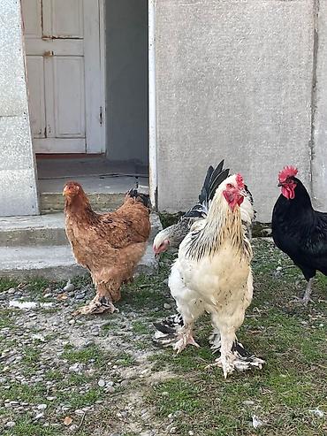 Toyuqlar: Toyuq, Brama, Damazlıq -da lalafo.az — 9 Toyuqlar: Toyuq, Brama, Damazlıq — 9