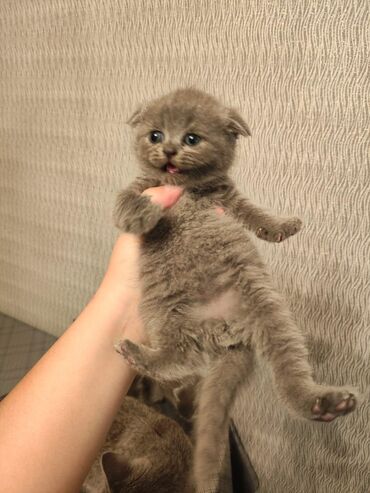 Pişiklər: Şotland yastı qulaq, Erkək, Dişi, Yaxşı əllərə, Ünvandan götürmə, Pulsuz çatdırılma, Ödənişli çatdırılma — 176