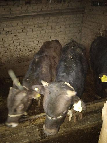 Коровы, быки: Продаю | Бык (самец) | Полукровка | На откорм | Привязанные — 6