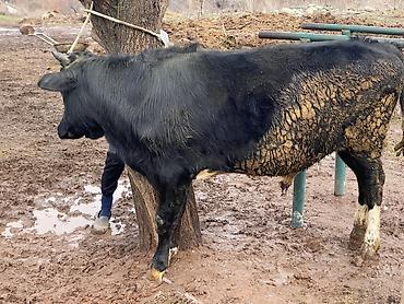 Коровы, быки: Продаю | Бык (самец) | На откорм — 2