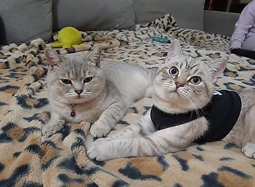 silver chinchilla: Şotland, Erkək, Dişi, Yaxşı əllərə — 5