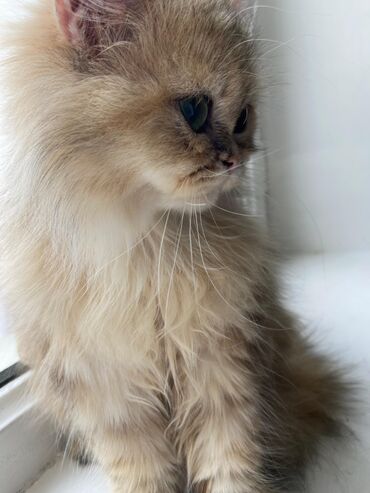 Pişiklər: Şinşilla -da lalafo.az — 21 Pişiklər: Şinşilla — 21