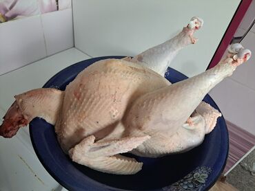 чип для животных: Күрп 