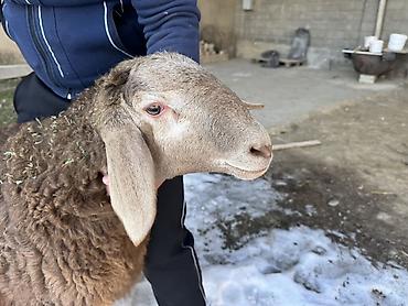 Баран, овца: Продаю | Баран (самец) | Арашан | Для разведения | Племенные, Осеменитель — 7