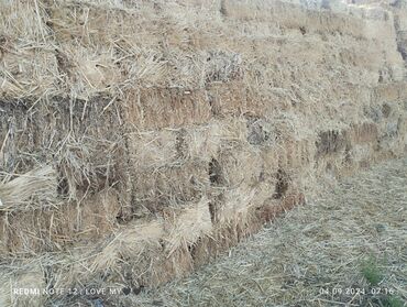 корм для курей в бишкеке: Саман сатылат стройкага дагы бар былтыркы самандар быйылкы самандарда