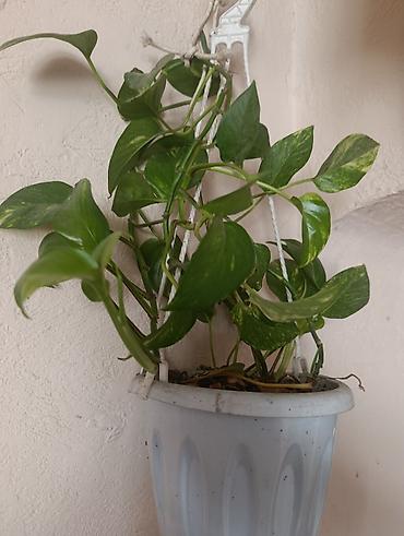 Эпипремнумы и сциндапсусы: Эпипремнум - Разновидности: зелёно-пёстрые формы (золотистая и — 9