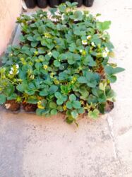 Şitillər: Murano çiyələk stilləri satılır .ilboyu məhsul dərmey olur .isdixana — 3