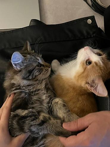 Отдам даром кошку: 3 месяца, Мальчик, Метис, Приучена к лотку, Проглистована — 6