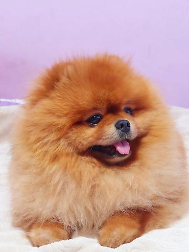 kupujem prodajem pomeranac: Pomeranian Star renomirana odgajivačnica pomeranaca iz Beograda je — 9