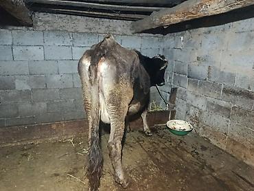 Коровы, быки: Продаю | Корова (самка) | Для молока | Племенные — 5