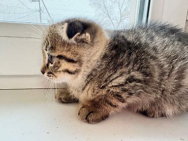 Продажа кошек: Котята 500с каждая . мама вислоухая. 2 месяца котятам. можно забрать с — 9