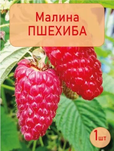 семена арбуз: Рассада : Малина, Самовывоз, Бесплатная доставка, Платная доставка