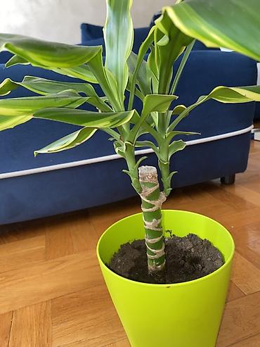 boja sampanjca: Dracena fragrans (Dracaena deremensis ‘Warneckii’ tip) – sobna biljka — 1
