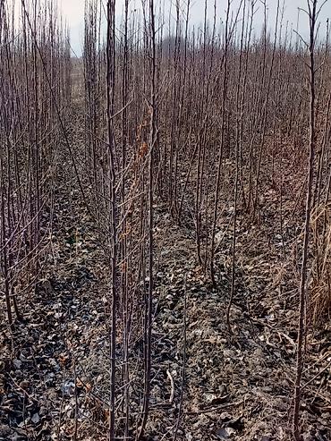 Малина: Малина — 3