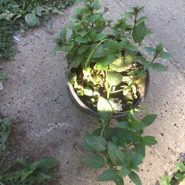 Ostale kućne biljke: Razno ne mrzne na lalafo.rs — 10 Ostale kućne biljke: Razno ne mrzne — 10