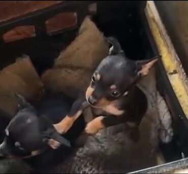 стоимость дрессировки собак: Щенки тойтерьер месячные мальчики купированные и проглистованные