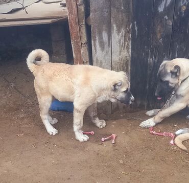 собака в добрые руки: DIQQETLE.OXU. bow bekar adamlar narahat elemesin . real almiyan