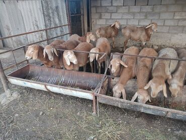 Бараны, овцы: Продаю | Баран (самец) | Арашан | Для разведения | Племенные — 1