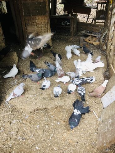 Göyərçinlər: Müxtəlif rənglərə və naxışlara malik ev göyərçinləri mövcuddur. Onlar — 9