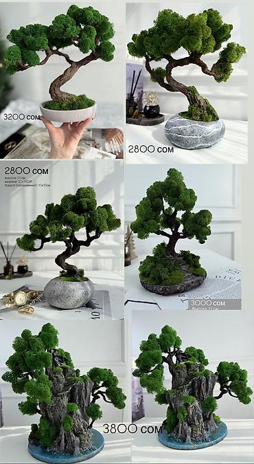 Декоративные цветы: В переводе с японского Бонсай означает «дерево, выращенное в блюде» — 38