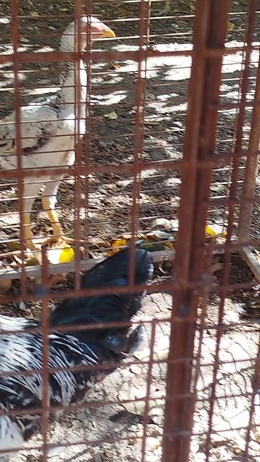 Үйлөрдү ижарага берүү: Дакан жожо короз сатылат алмашу жолдору бар жемге жугоруго дамашный — 3