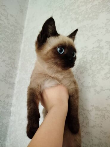 леопардовая кошка: Сиамская, 3 месяца, Мальчик, Приучена к лотку