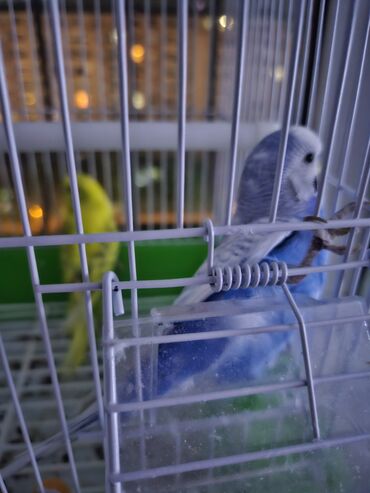 qaşqaldaq quşu: 2 si erkey 1 dişi qefesle birlkde 50m balqlar ve akvarium nacnikle 60m