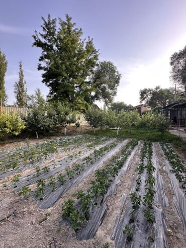 Продажа домов: Дом, 100 м², 3 комнаты, Агентство недвижимости, Косметический ремонт at lalafo.kg — 4 Продажа домов: Дом, 100 м², 3 комнаты, Агентство недвижимости, Косметический ремонт — 4