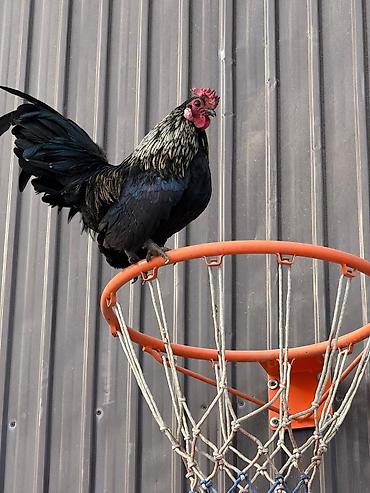 Куры, петухи: Продаю | Петух, Куры at lalafo.kg — 1 Куры, петухи: Продаю | Петух, Куры — 1