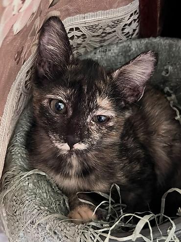 таксы даром: Отдам даром 3 х месячных котят в добрые руки. Кушают всё. К лотку — 2