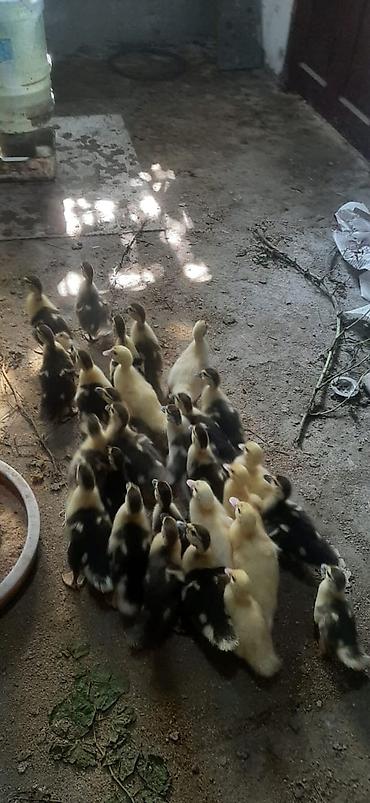 atlarin satisi: Lal őrdey balası 21 gůnlůydů bazarda 2 gůnlůyů 6 manata veriller — 2