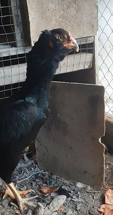 Птицы: Дакан курочка бородачка большая примерна 4кг цеплять даёт хороших — 6