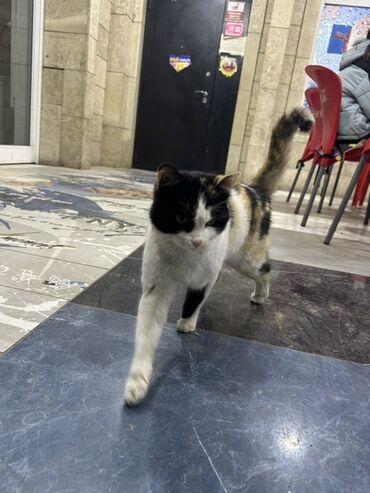 шпицы бишкек: Кошка даром: Беспородная, 3 года, Девочка