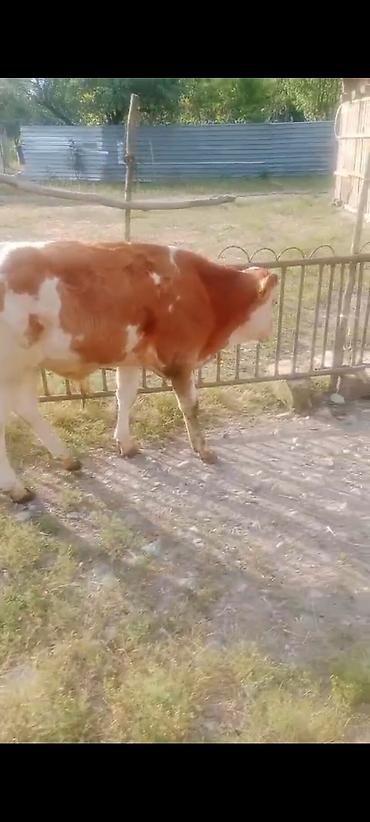 alman ovcarkası satılır: Dişi, Simental, il: 4, Ətlik, Damazlıq, Südlük — 2