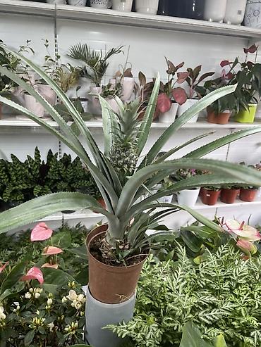 Ананас в горшке (Ananas comosus) - Декоративно-плодовое комнатное lalafo.kg да Ананас в горшке (Ananas comosus) - Декоративно-плодовое комнатное