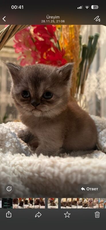 Pişiklər: Şotland yastı qulaq, Dişi, Yaxşı əllərə, Ünvandan götürmə — 5