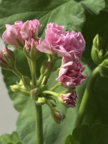 Герани и пеларгонии: Герань в горшке, цветущая ! Красивый розовый оттенок, листья красивые! — 15