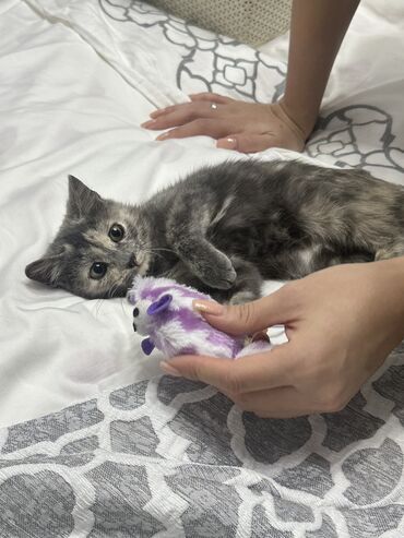 бодоно сатылат: Котёнок, очень ласковая, отдаем бесплатно, окрас черепаховый