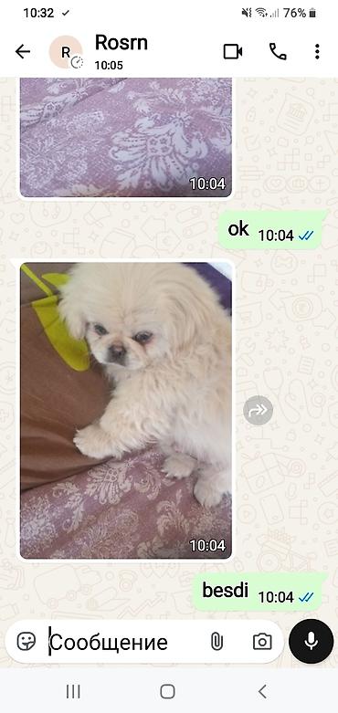 İtlər: Pekines — 1