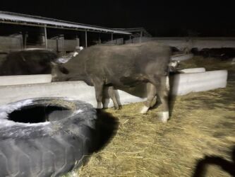 теленки или телята купить: Сатам | Бука (эркек) | Бордоп семиртүү үчүн