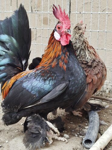 Toyuqlar: Toyuq, Damazlıq, Ünvandan götürmə — 2