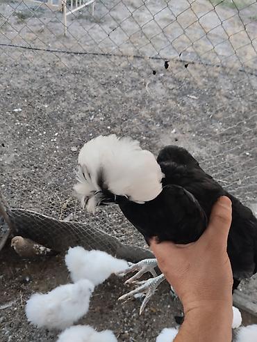 Toyuqlar: Toyuq, Damazlıq, Ünvandan götürmə, Ödənişli çatdırılma — 23